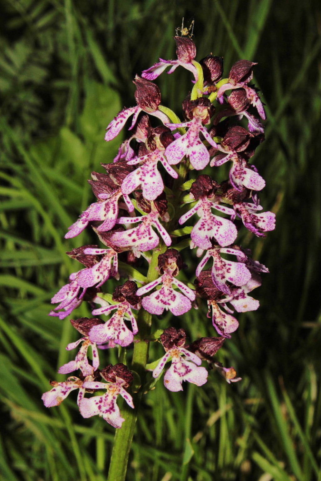 Orchidee Basso PiemonteEntroterra Liguria